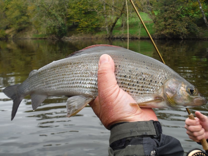 Irfon grayling taken on a dry Grayling Steel Blue